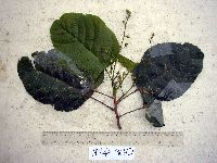 Macaranga punctata image