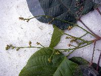 Macaranga punctata image