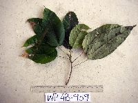 Macaranga punctata image