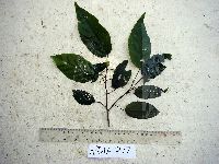 Thumbnail image of current specimen