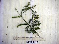 Image of Abrus precatorius