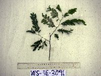 Abrus precatorius image