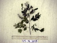 Abrus precatorius image