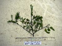 Abrus precatorius image