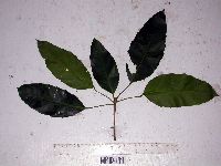 Pimelodendron amboinicum image