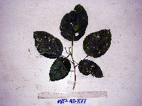 Macaranga punctata image