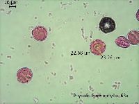 Physalis heterophylla image