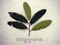 Thumbnail image of current specimen