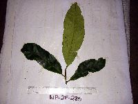 Thumbnail image of current specimen