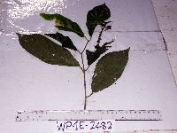 Iodes scandens image