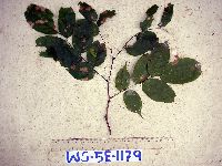 Pterocarpus indicus image