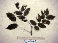 Pterocarpus indicus image