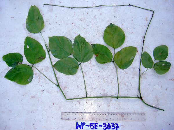 Oxyrhynchus papuanus image