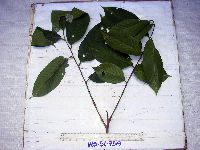 thumbnail image of current specimen