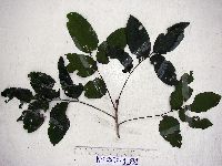 Aglaia lepiorrhachis image