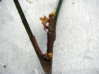 Aglaia lepiorrhachis image