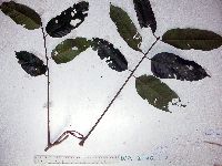 Aglaia brassii image