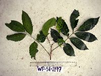 Aglaia lepiorrhachis image