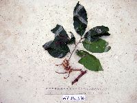 Aglaia lepiorrhachis image