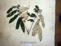 Aglaia argentea image