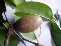 Gnetum gnemonoides image