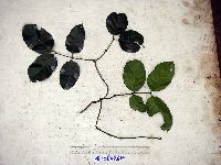 Gnetum latifolium image