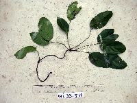 Gnetum latifolium image