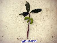Image of Sterculia tantraensis