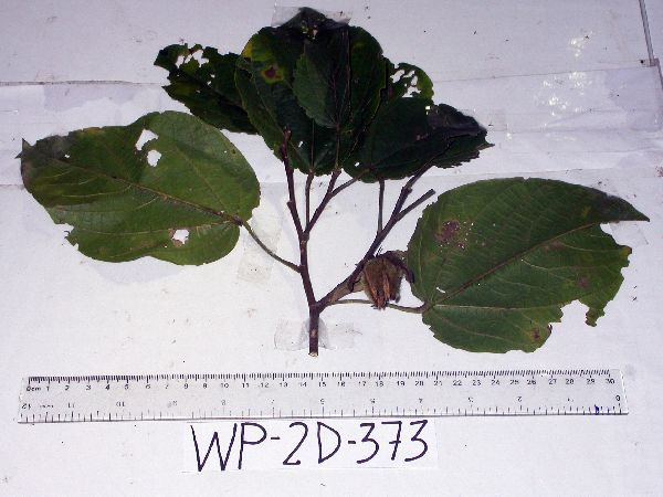 Papuodendron lepidotum image
