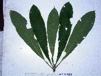 Media resource of Barringtonia novae-hiberniae