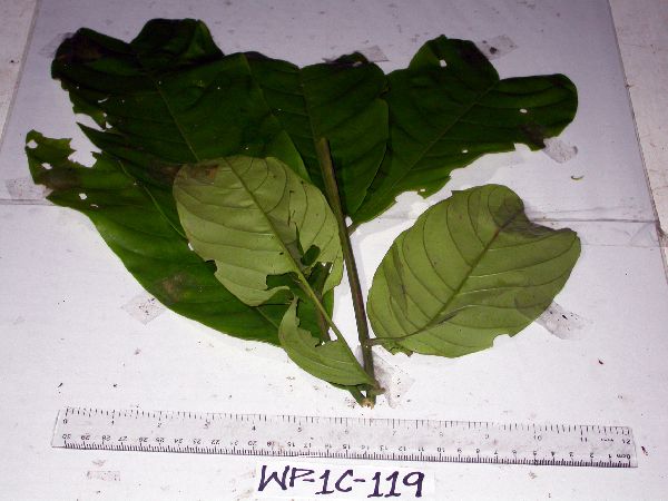 Chisocheton lasiocarpus image