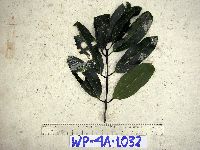Image of Cinnamomum grandiflorum