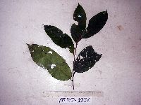 Image of Cryptocarya mackinnoniana