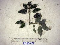 Image of Cryptocarya massoy