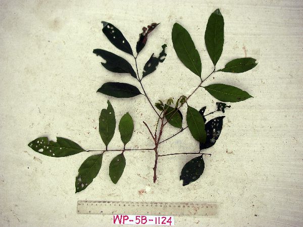 Prasoxylon alliaceum image