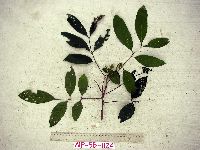 Image of Prasoxylon alliaceum