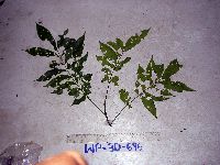 Didymocheton papuanus image