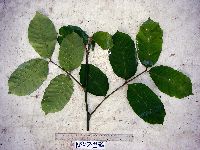 Chisocheton lasiocarpus image