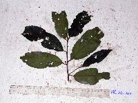 Image of Cryptocarya caloneura