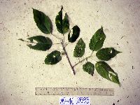 Media resource of Premna serratifolia