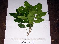 Epicharis parasitica image