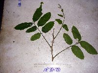 Thumbnail image of current specimen