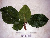 Image of Sterculia ampla