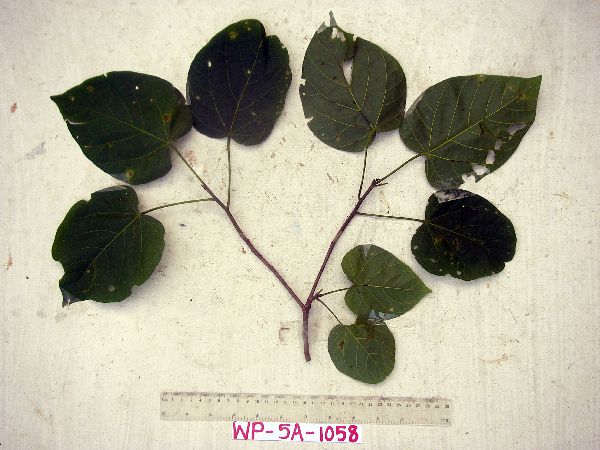 Pterocymbium beccarii image