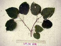 Image Associated With the Occurrence