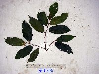 Microcos grandiflora image