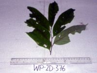 Image of Cryptocarya depressa