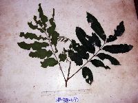 thumbnail image of current specimen