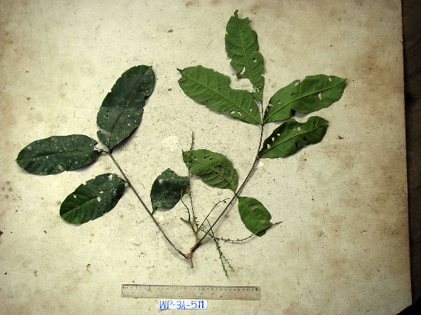 Aphanamixis polystachya image