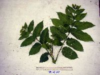 Didymocheton gaudichaudianus image
